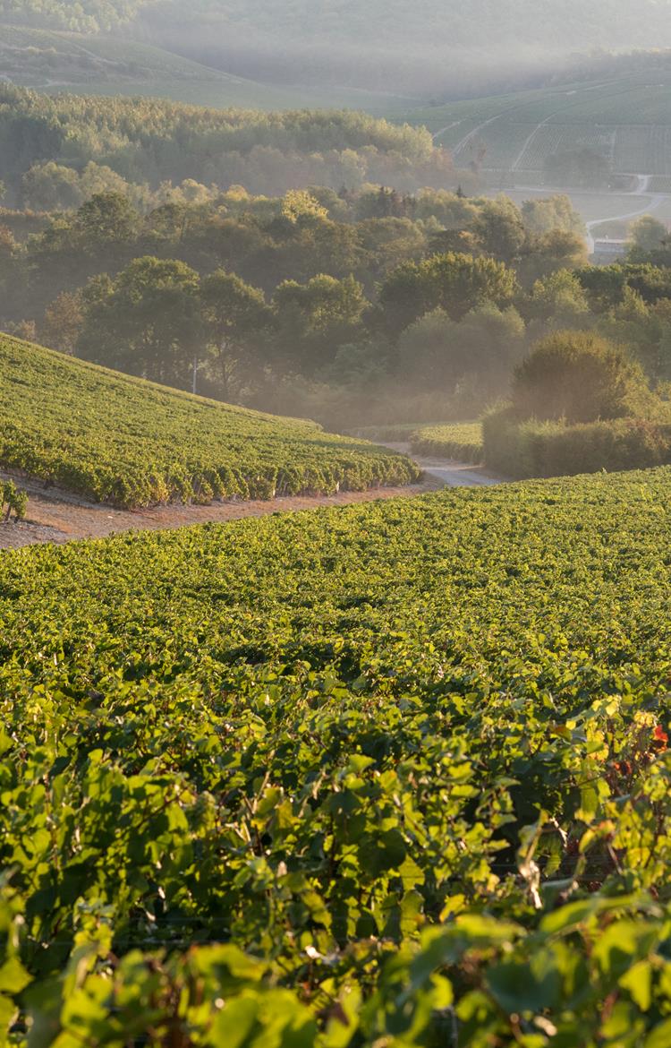 Vignobles de Bourgogne Chablis.jpg